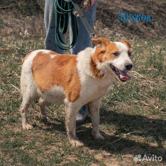 Рыжие собаки ждут в приюте