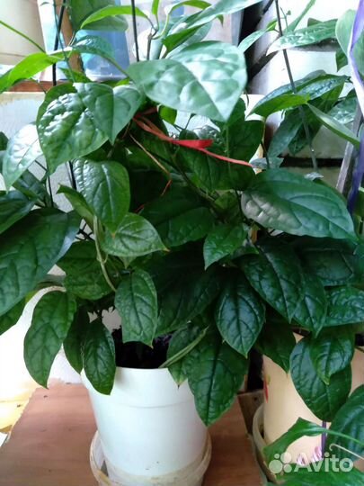 Клеродендрум Томсона