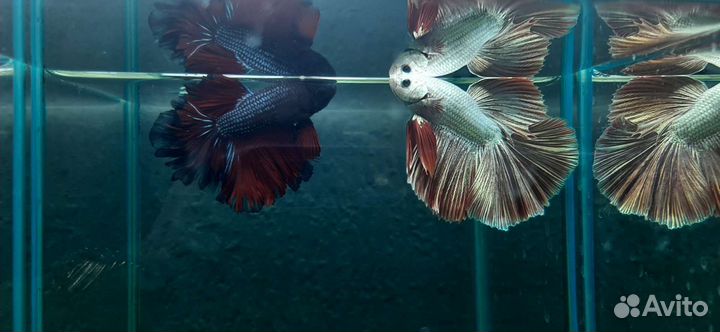 Набор Аквариум + Рыбка + Корм