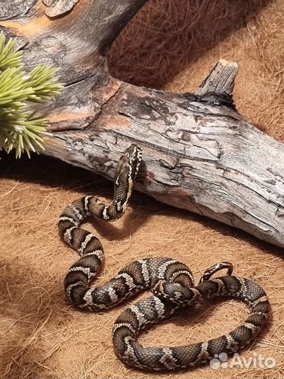 Змея маисовый полоз