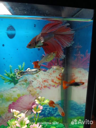 Петушок рыба