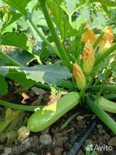 Кабачки свежие