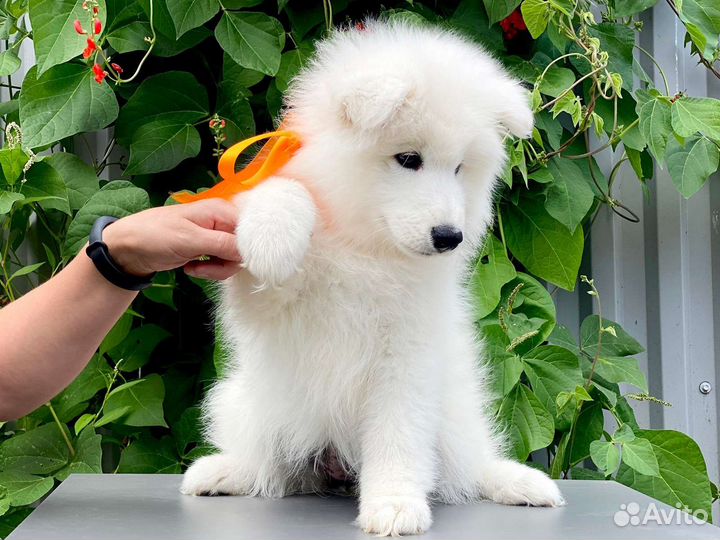 Щенки самоеда