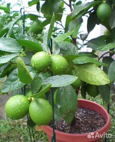 Лимон лайм экзот