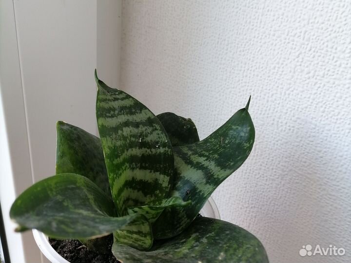 Сансиеверия