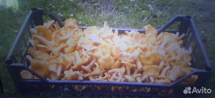Грибы лисички