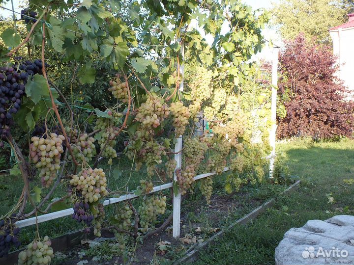 Саженцы винограда зкс