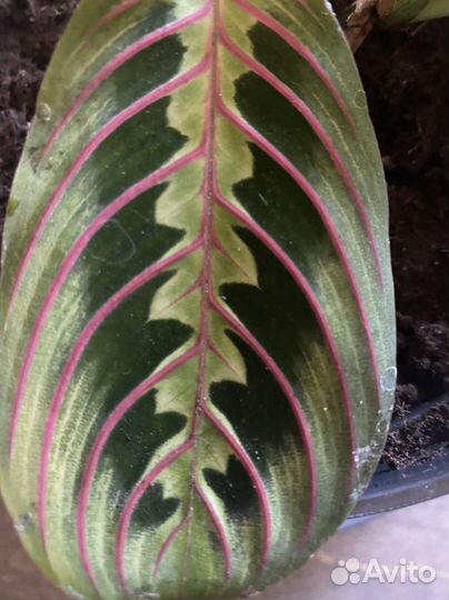 Маранта Триколор