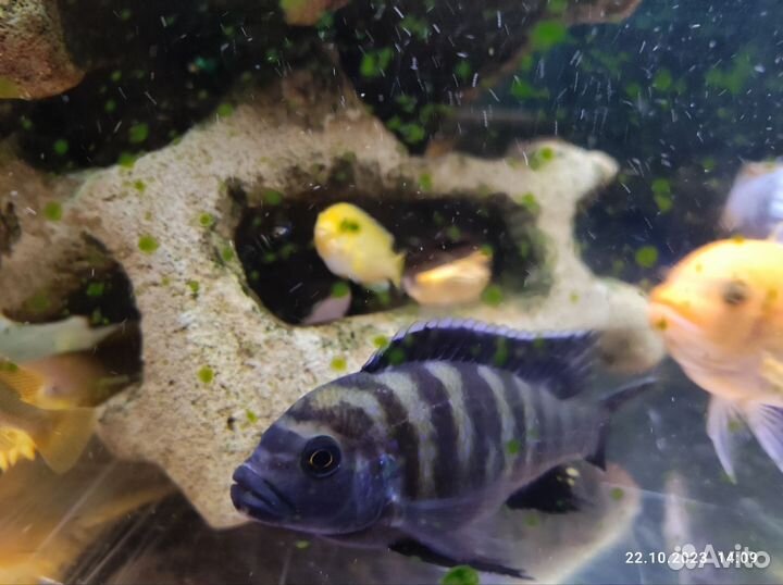Рыба Цихлида (зебра, еллоу, яло риф, флавус)