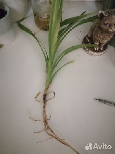 Пальма панданус