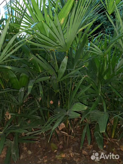 Пальма веерная