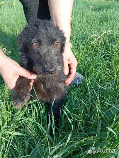 Щенок коротколапик