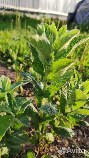 Мята душистая или круглолистная перечная