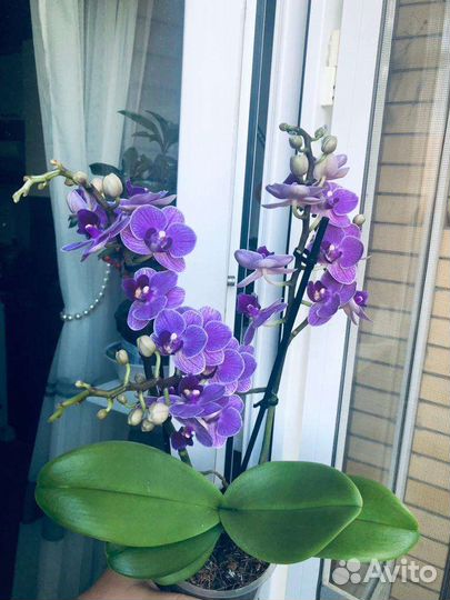 Орхидея фаленопсис Violet Queen Вайлет Квин