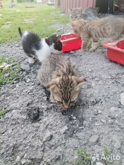 Возьмите котика