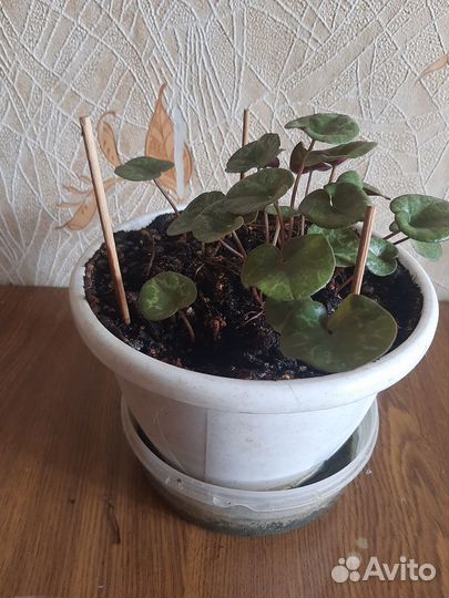 Бабушкин цикламен