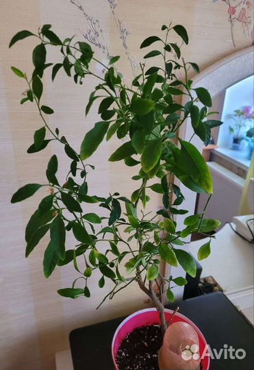 Паслен комнатный