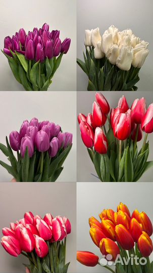 Тюльпаны