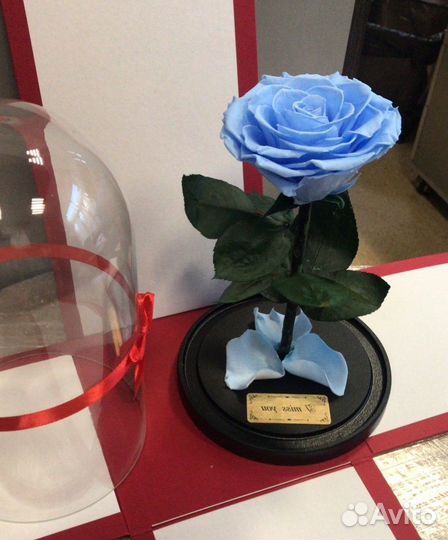 Роза в колбе. Большой выбор