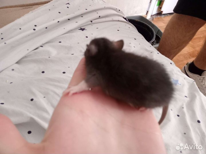 Декоративная крыса дамбо