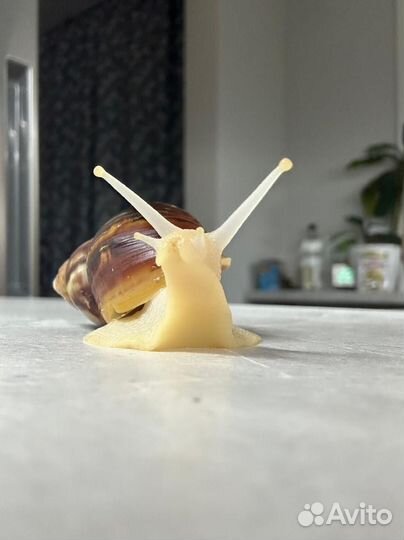 Улитка ахатина