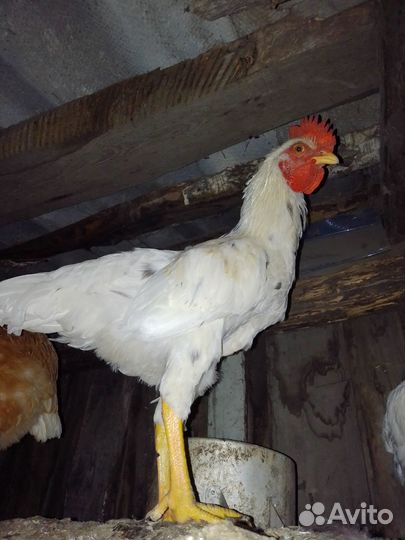 Продам петушка