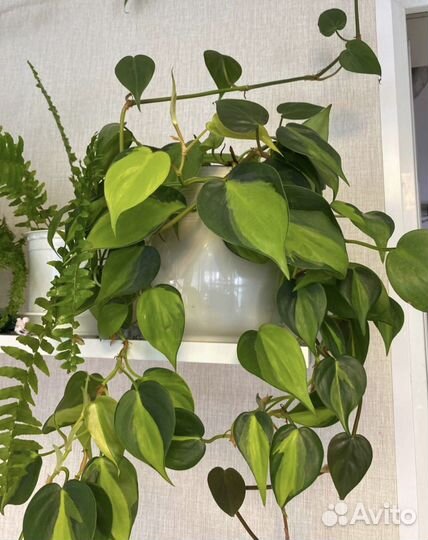 Филодендрон