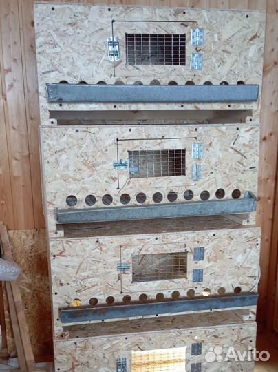 Брудер для цыплят