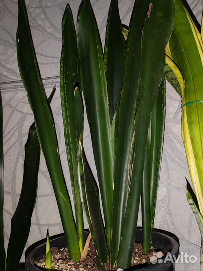 Сансевиерия лаурентия, коралл, тайгер, зейланика