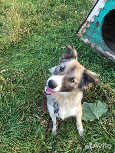 Собака в добрые руки отдам бесплатно