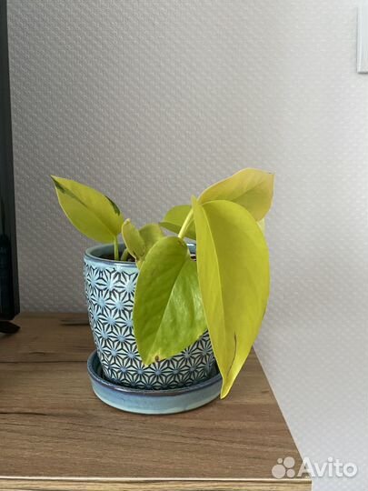 Эпипремнум неон