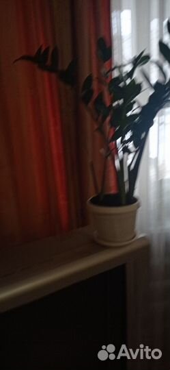 Замиокулькас