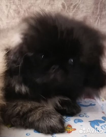 Щенки пекинеса