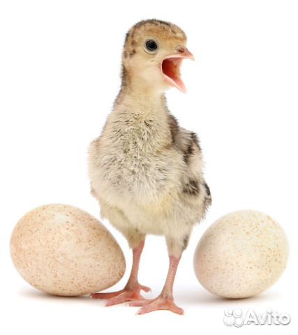 Инкуб-е яйцо сезон 2023 несушки индюки ит.д Европа