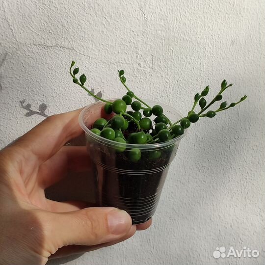 Комнатные растения