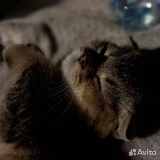 Шотландский вислоухий котёнок