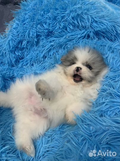 Щенки шпица