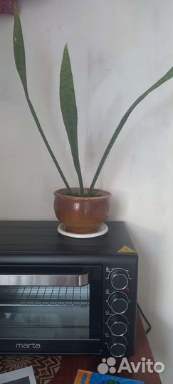 Сансевьерия