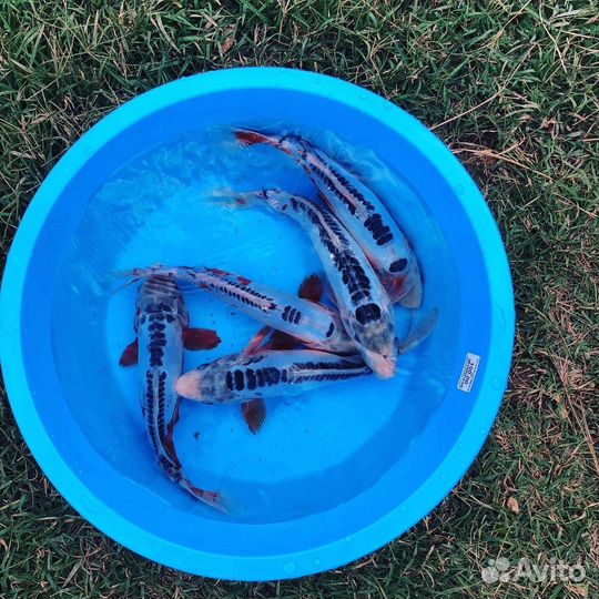 Карп кои шисуи