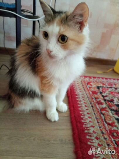 Кошка в дар бесплатно