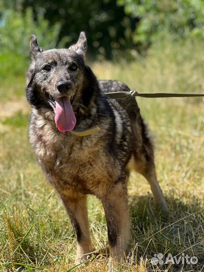 Бинго надеется на домашнюю жизнь