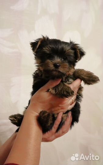 Йоркширский терьер щенки