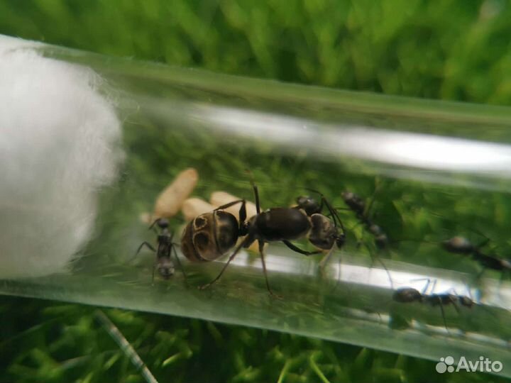 Муравьи жнецы и другие