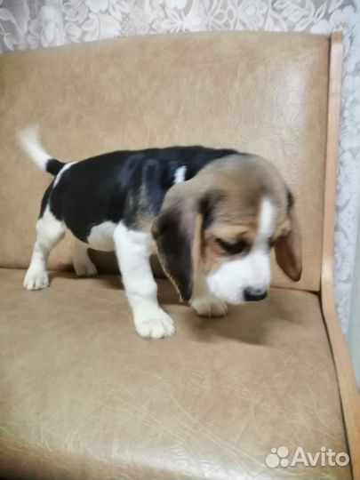 Щенок бигль