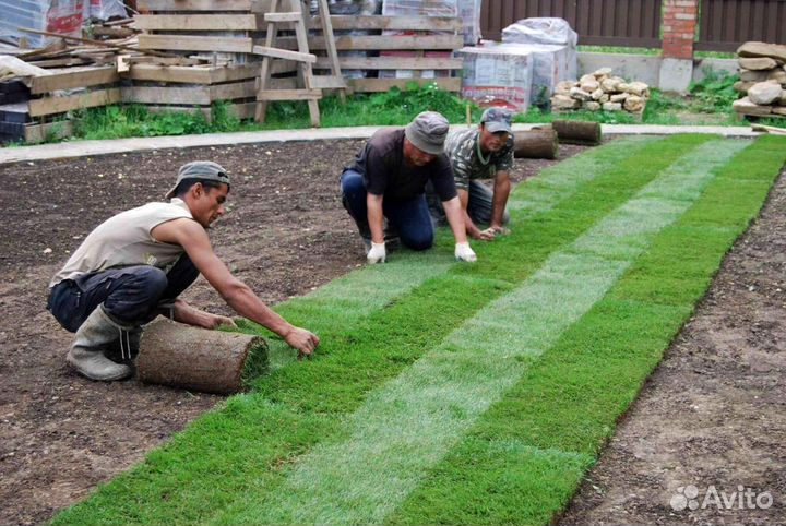 Рулонный газон под ключ