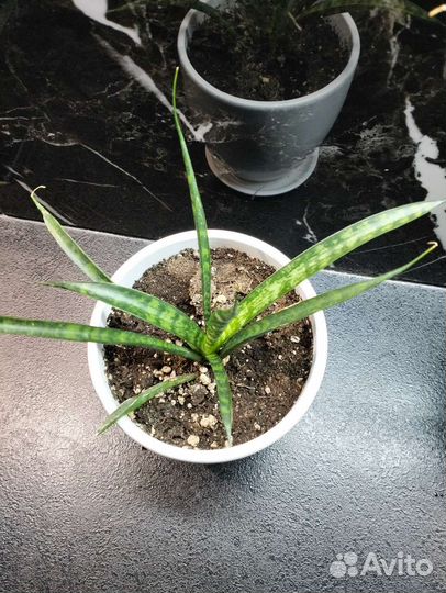 Сансевиерия Фернвуд Панк