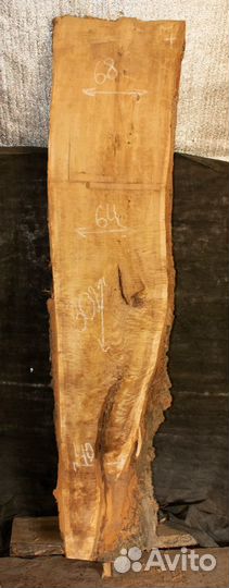 Слэб тополя 302*64*7