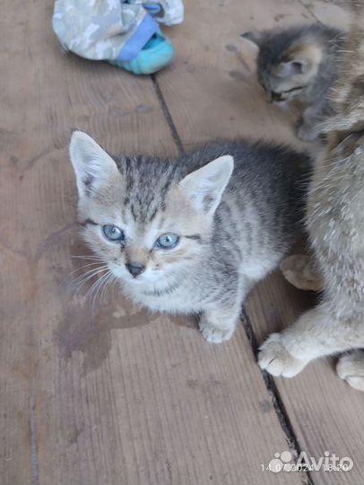 Котята в добрые руки бесплатно