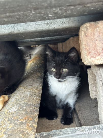 Котенок мальчик бесплатно