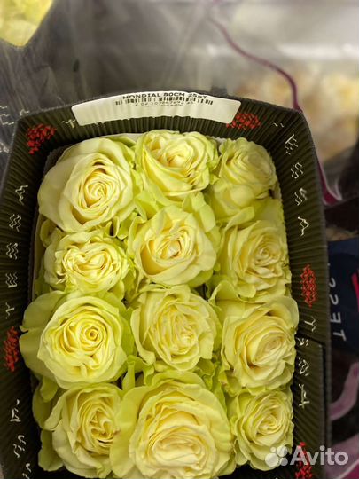 Розы Эквадор